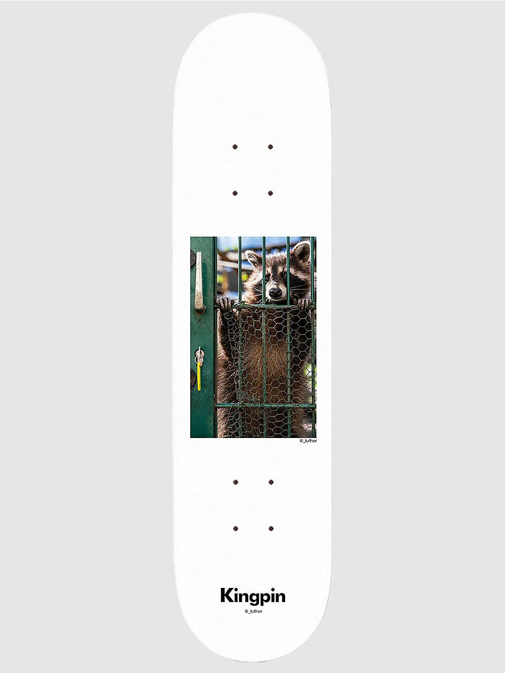 Kingpin X David Luther Racoon 8.125" Skateboard deck wit