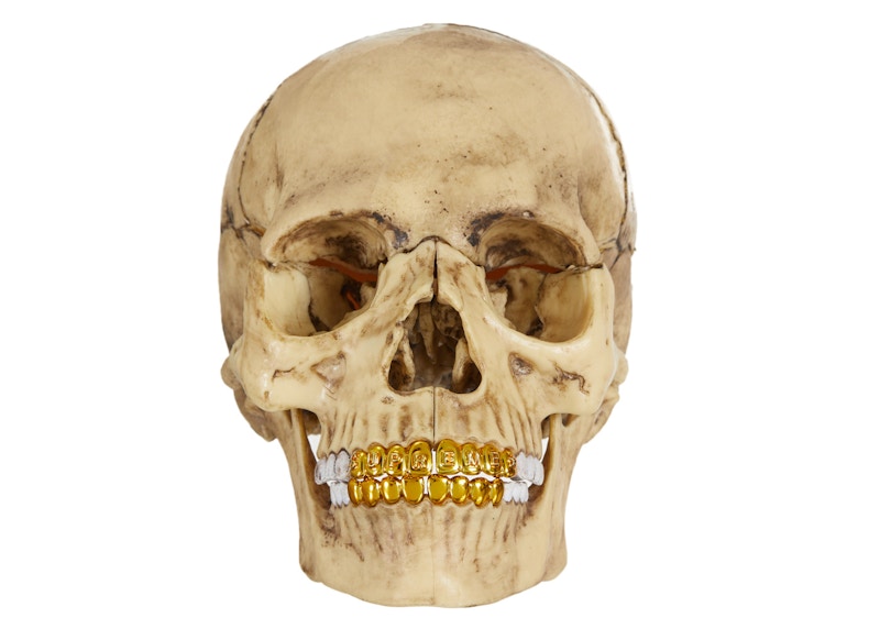 Supreme 4D Model Human Skull Natural