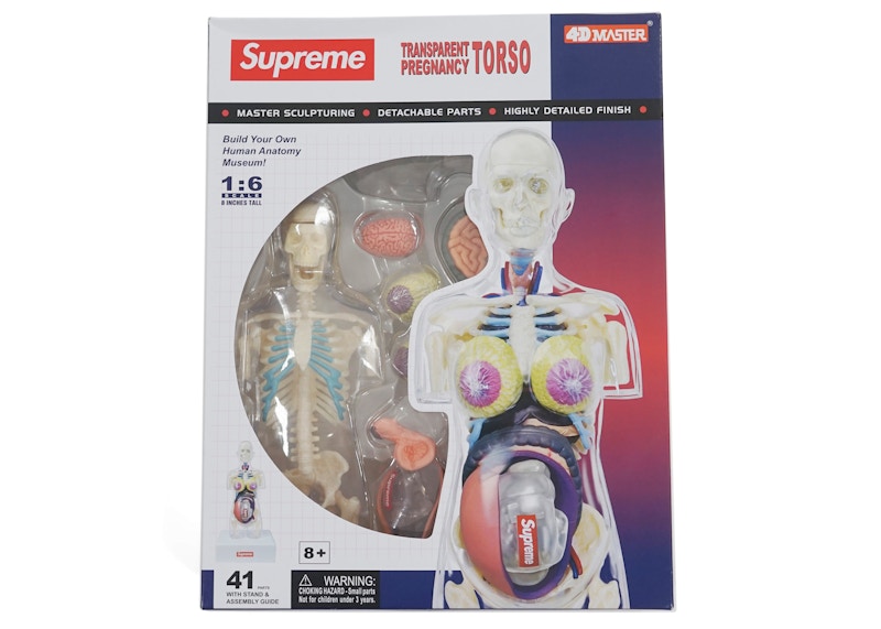 Supreme Female Anatomy Model Clear