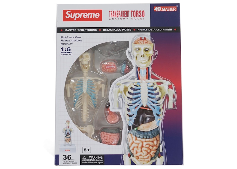 Supreme Male Anatomy Model Clear